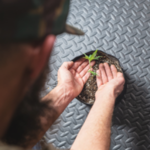 Growing Cannabis