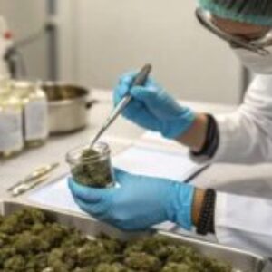 Processing Cannabis